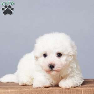 Snowball, Bichon Frise Puppy